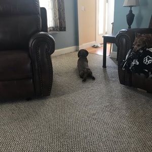 Meet your Posher, Lily